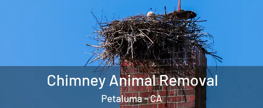 Chimney Animal Removal Petaluma - CA