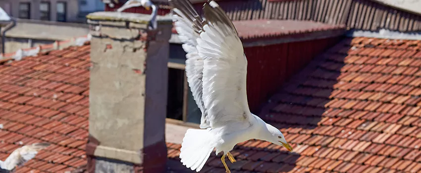 Residential Chimney Animal Removal Solution in Petaluma, CA