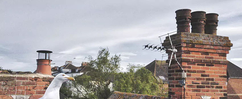 Chimney Cleaning And Restoration in Petaluma, California